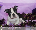 Kiki - Female Boston Terrier Puppy for Sale - Photo #8