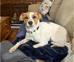 Small Jack Russell Terrier-Parson Russell Terrier Mix