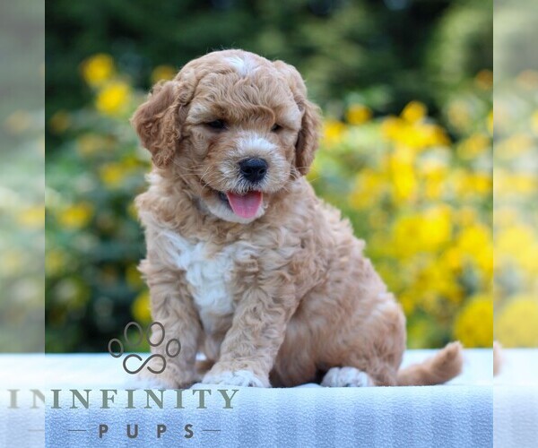 Medium Photo #3 Goldendoodle (Miniature) Puppy For Sale in LITITZ, PA, USA
