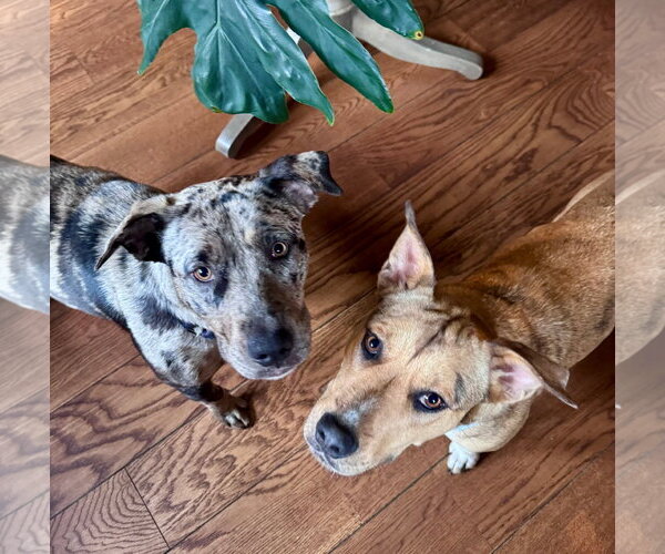 Medium Photo #12 Catahoula Leopard Dog-Unknown Mix Puppy For Sale in Germantown, OH, USA