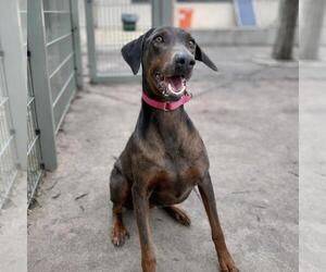 Doberman Pinscher Dogs for adoption in Martinez, CA, USA