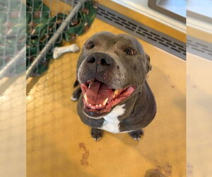 Bluey (8yo, 69lbs) - Male Mutt Dog for Adoption - Photo #4