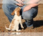Small Photo #3 Brittany Puppy For Sale in HORTENSE, GA, USA