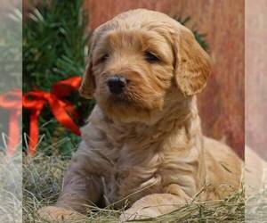 Goldendoodle-Poodle (Miniature) Mix Puppy for sale in CLARK, WI, USA