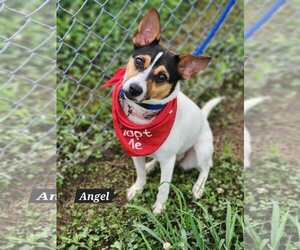 Rat Terrier Dogs for adoption in New Orleans, LA, USA