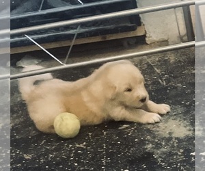 English Cream Golden Retriever Puppy for sale in YUMA, AZ, USA