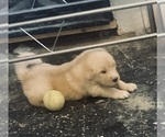 Small English Cream Golden Retriever