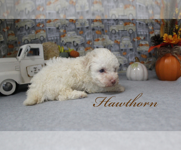 Medium Photo #10 Poodle (Toy) Puppy For Sale in CHANUTE, KS, USA