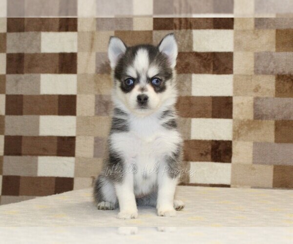 Medium Photo #3 Pomsky Puppy For Sale in DENVER, PA, USA