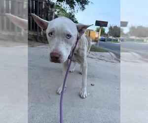 American Staffordshire Terrier-Unknown Mix Dogs for adoption in San Antonio, TX, USA
