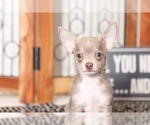 Small Photo #3 Chihuahua Puppy For Sale in NAPLES, FL, USA