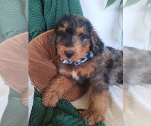 Bernedoodle Puppy for sale in WILLIAMSPORT, TN, USA