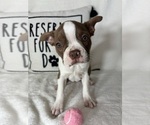 Small #1 Boston Terrier
