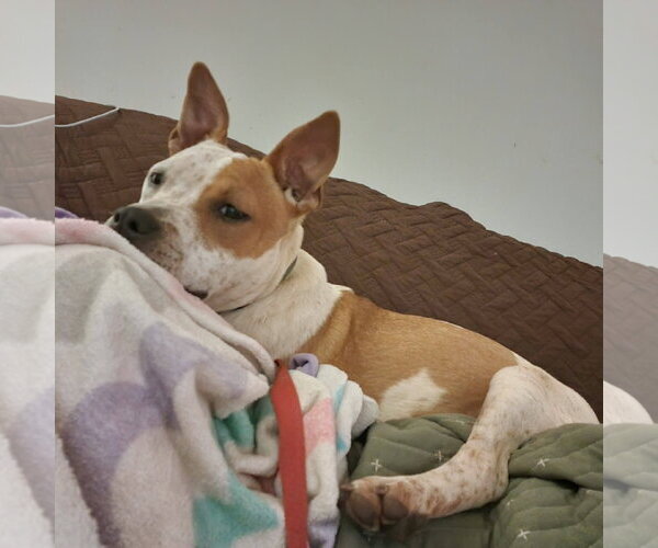 Medium Photo #7 American Staffordshire Terrier-Unknown Mix Puppy For Sale in Arlington, VA, USA