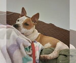 Small #6 American Staffordshire Terrier Mix