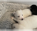 Small Photo #5 Siberian Husky Puppy For Sale in TUCSON, AZ, USA