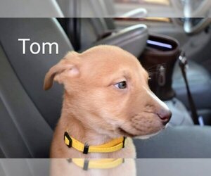 Tom (coming soon) - Female Mutt Dog for Adoption - Photo #3