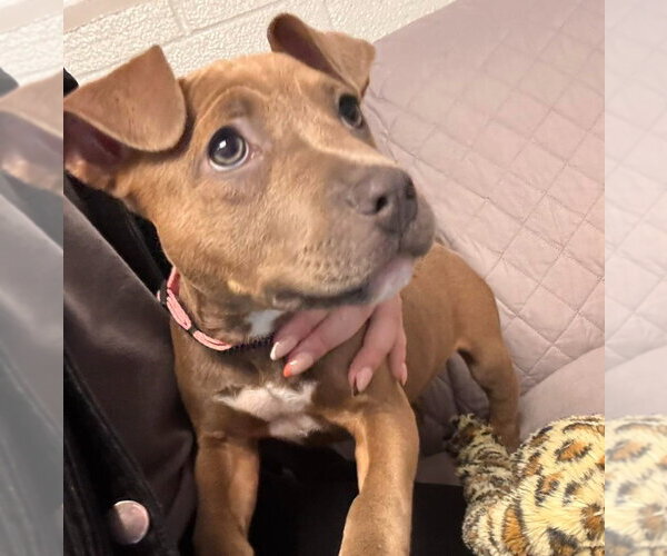 Medium Photo #2 American Bulldog-Unknown Mix Puppy For Sale in Muskegon, MI, USA