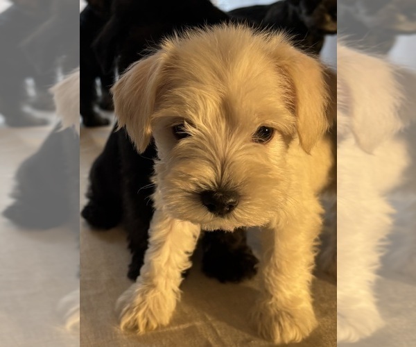 Medium Photo #16 Schnauzer (Miniature) Puppy For Sale in MURFREESBORO, TN, USA