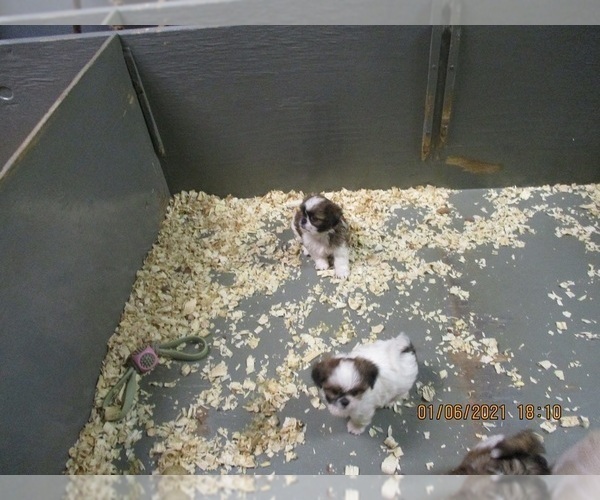 Medium Photo #5 Shih Tzu Puppy For Sale in CARROLLTON, GA, USA
