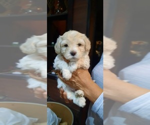 Bichpoo-Maltipoo Mix Puppy for sale in EL PASO, TX, USA