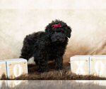 Small Photo #12 Poodle (Toy) Puppy For Sale in WARSAW, IN, USA