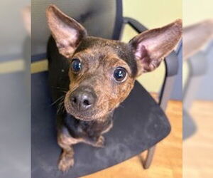 Chihuahua-Unknown Mix Dogs for adoption in Mount Airy, NC, USA