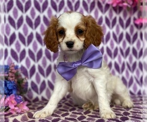 Cavalier King Charles Spaniel-Poodle (Toy) Mix Puppy for sale in RISING SUN, MD, USA