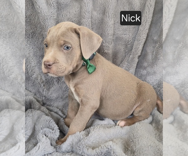 Medium Photo #5 Cane Corso Puppy For Sale in MINERAL WELLS, WV, USA