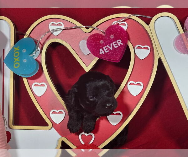 Medium Photo #3 Bernedoodle (Miniature) Puppy For Sale in BLACK FOREST, CO, USA