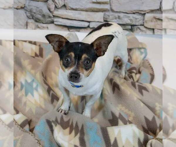 Medium Photo #2 Chihuahua-Unknown Mix Puppy For Sale in Kennesaw, GA, USA