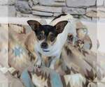 Small #1 Chihuahua Mix