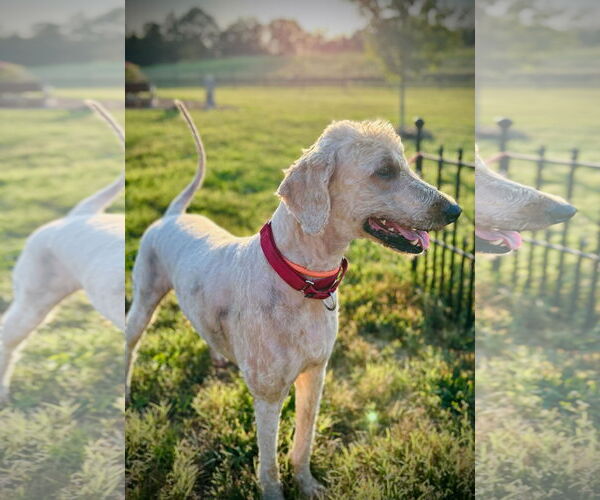Medium Photo #4 Goldendoodle Puppy For Sale in Pacolet, SC, USA