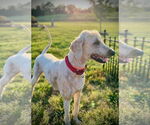 Small #3 Goldendoodle