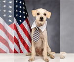 Small #1 Poodle (Miniature) Mix