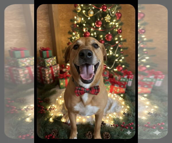 Medium Photo #2 Mutt Puppy For Sale in Garner, NC, USA