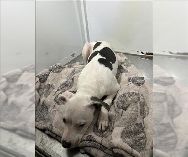 Medium Photo #1 American Pit Bull Terrier Puppy For Sale in Martinez, CA, USA