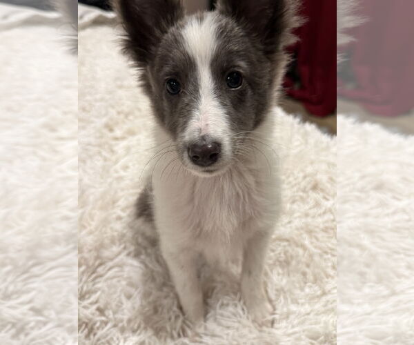 Medium Photo #2 Mutt Puppy For Sale in Newport Beach, CA, USA