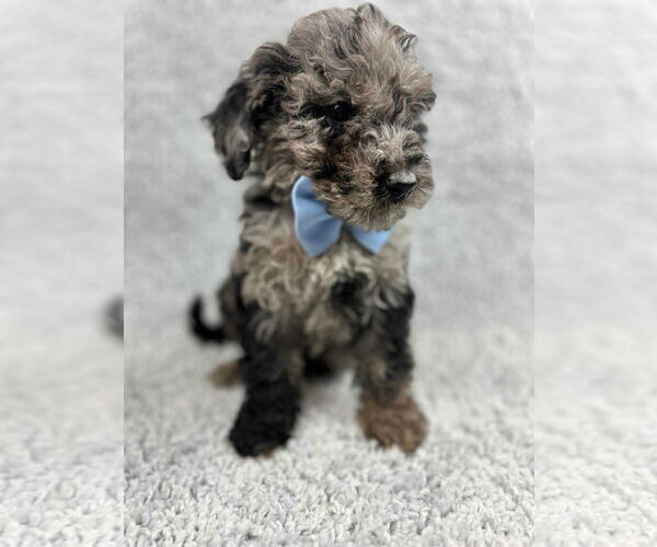 Medium Photo #3 Poodle (Standard)-Unknown Mix Puppy For Sale in Grafton, WI, USA