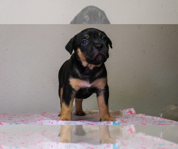 Medium Photo #1 American Bulldog Puppy For Sale in ATLANTA, GA, USA