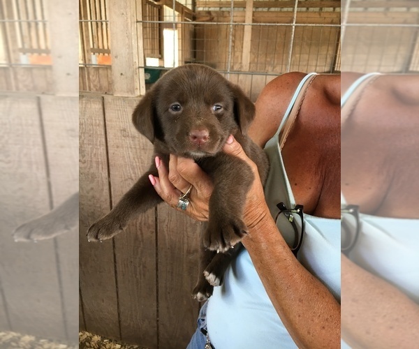 Medium Photo #14 Labrador Retriever Puppy For Sale in BANDERA, TX, USA