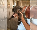 Small Photo #14 Labrador Retriever Puppy For Sale in BANDERA, TX, USA