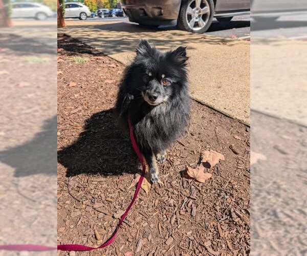 Medium Photo #1 Pomeranian Puppy For Sale in Holly Springs, NC, USA
