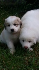 Great Pyrenees Puppy for sale in LEESVILLE, SC, USA