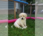 Small Photo #6 Labrador Retriever Puppy For Sale in PILOT, VA, USA