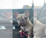 Small Photo #1 French Bulldog Puppy For Sale in HOFFMAN EST, IL, USA