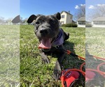 Small #3 American Pit Bull Terrier Mix