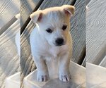 Small Photo #2 Labrador Retriever-Unknown Mix Puppy For Sale in Alexander, AR, USA