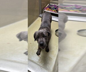 Mutt Dogs for adoption in Rancho Cucamonga, CA, USA
