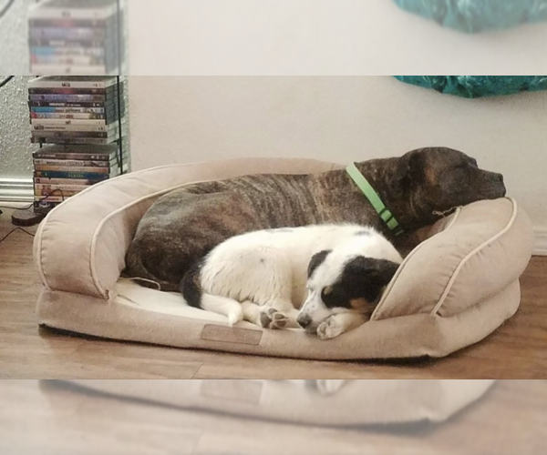 Medium Photo #4 Bulloxer Puppy For Sale in Pena Blanca, NM, USA